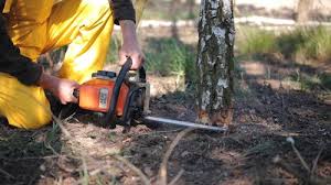 Best Tree Trimming and Pruning  in Wabash, IN
