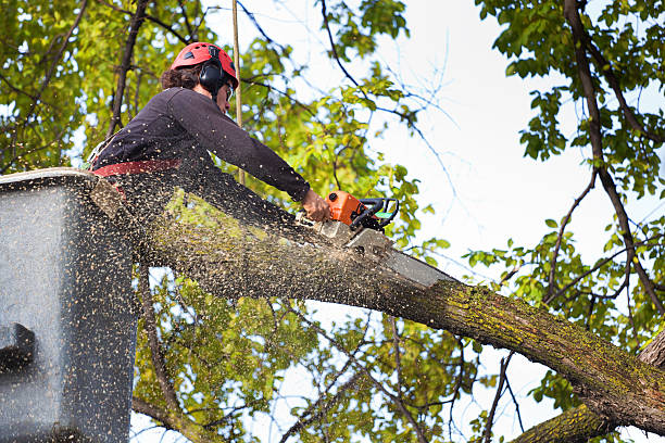 Best Arborist Consultation Services  in Wabash, IN