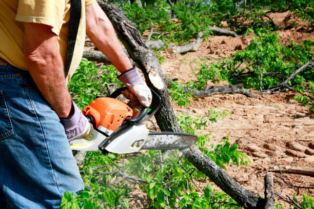 Best Fruit Tree Pruning  in Wabash, IN